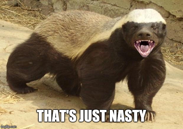 Honey badger | THAT'S JUST NASTY | image tagged in honey badger,grumpy cat | made w/ Imgflip meme maker
