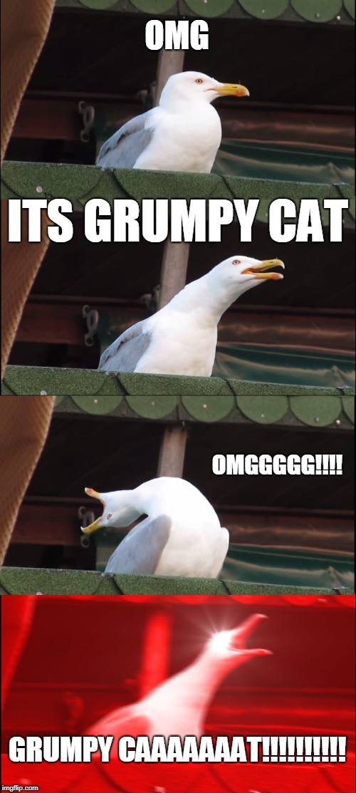 Inhaling Seagull | OMG; ITS GRUMPY CAT; OMGGGGG!!!! GRUMPY CAAAAAAAT!!!!!!!!!! | image tagged in memes,inhaling seagull | made w/ Imgflip meme maker