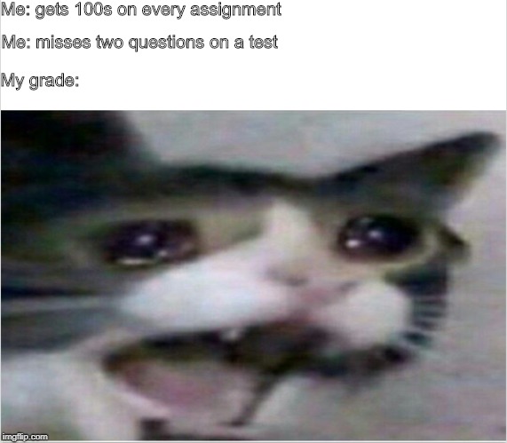 crying cats grade  | Me: gets 100s on every assignment; Me: misses two questions on a test; My grade: | image tagged in memes | made w/ Imgflip meme maker