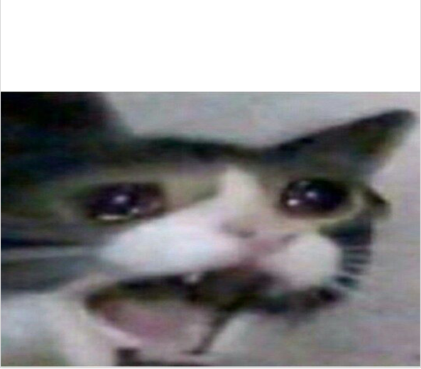 crying cat Blank Meme Template