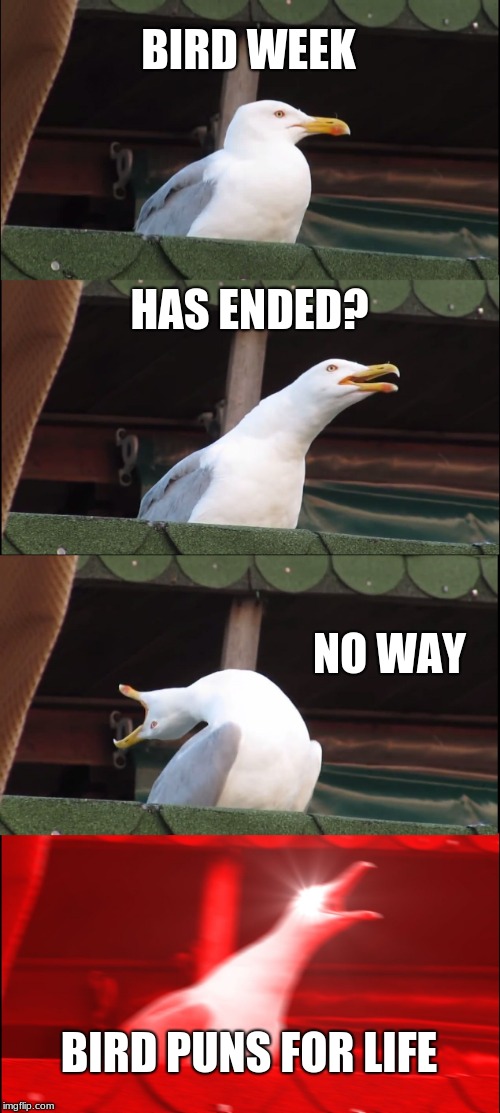 But foreal is it over? | BIRD WEEK; HAS ENDED? NO WAY; BIRD PUNS FOR LIFE | image tagged in memes,inhaling seagull,bird,bird weekend,funny memes,funny | made w/ Imgflip meme maker
