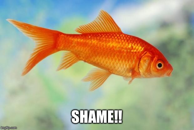 Goldfish of purity | SHAME!! | image tagged in goldfish of purity | made w/ Imgflip meme maker
