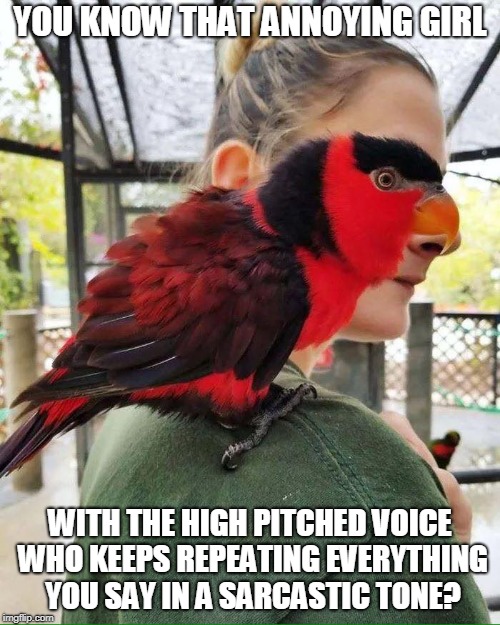 Parrot Girl | YOU KNOW THAT ANNOYING GIRL; WITH THE HIGH PITCHED VOICE WHO KEEPS REPEATING EVERYTHING YOU SAY IN A SARCASTIC TONE? | image tagged in memes,parrot,annoying,girl | made w/ Imgflip meme maker