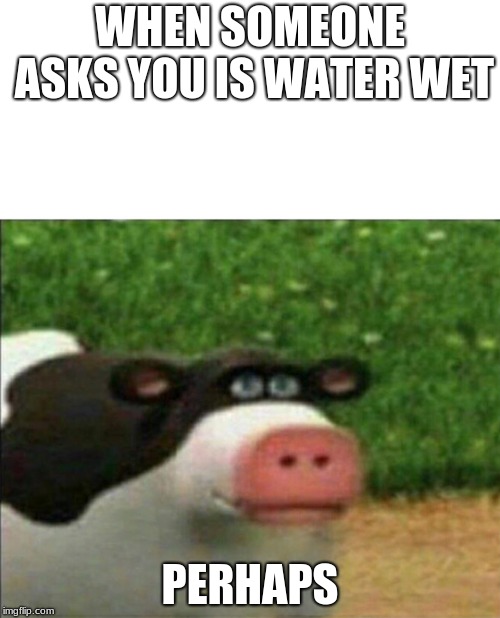 Perhaps cow | WHEN SOMEONE ASKS YOU IS WATER WET; PERHAPS | image tagged in perhaps cow | made w/ Imgflip meme maker