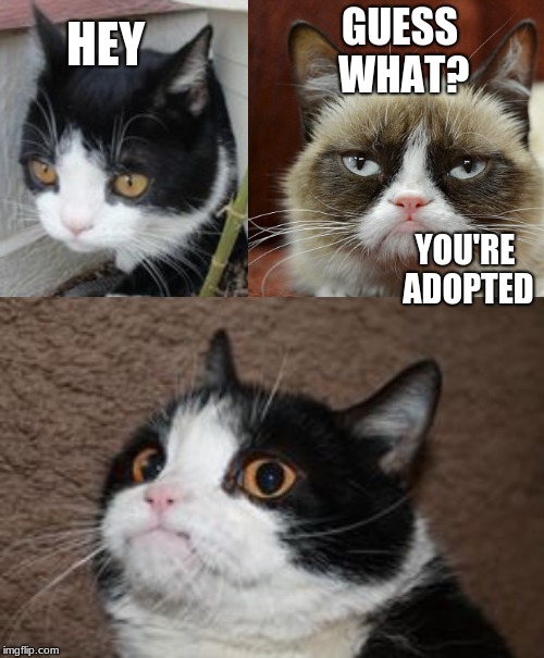 Grump | GUESS WHAT? HEY; YOU'RE ADOPTED | image tagged in grumpy cat | made w/ Imgflip meme maker