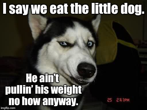 WTF Husky  | I say we eat the little dog. He ain’t pullin’ his weight no how anyway. | image tagged in wtf husky | made w/ Imgflip meme maker