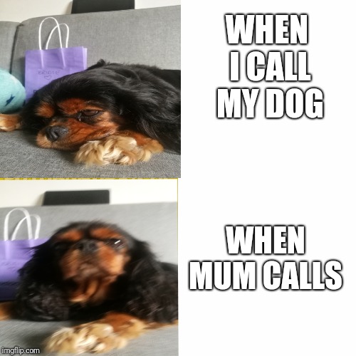 doggo | WHEN I CALL MY DOG; WHEN MUM CALLS | image tagged in memes,funny,drake,dogs,dog,mum | made w/ Imgflip meme maker