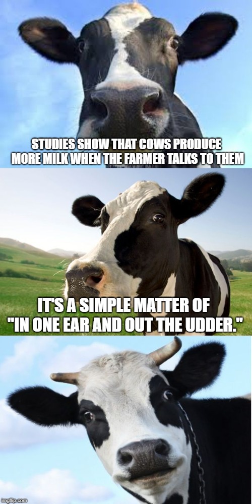 Anything to prevent being a milk dud. | STUDIES SHOW THAT COWS PRODUCE MORE MILK WHEN THE FARMER TALKS TO THEM; IT'S A SIMPLE MATTER OF "IN ONE EAR AND OUT THE UDDER." | image tagged in bad pun cow,really bad pun,got milk | made w/ Imgflip meme maker
