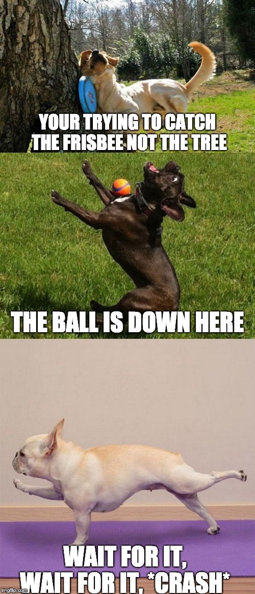 dog sports | YOUR TRYING TO CATCH THE FRISBEE NOT THE TREE; THE BALL IS DOWN HERE; WAIT FOR IT, WAIT FOR IT, *CRASH* | image tagged in dog sports | made w/ Imgflip meme maker