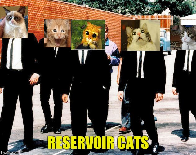 Reservoir Cats | RESERVOIR CATS | image tagged in reservoir cats,cats | made w/ Imgflip meme maker
