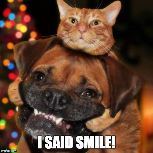 dogs an cats | I SAID SMILE! | image tagged in dogs an cats | made w/ Imgflip meme maker