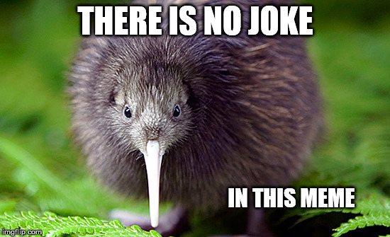 kiwi | THERE IS NO JOKE IN THIS MEME | image tagged in kiwi | made w/ Imgflip meme maker