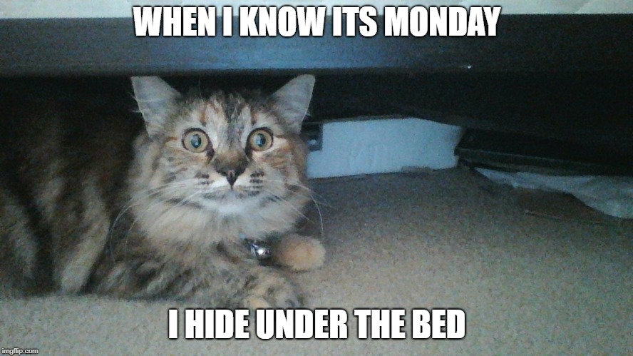 WHEN I KNOW ITS MONDAY; I HIDE UNDER THE BED | image tagged in cats,monday | made w/ Imgflip meme maker