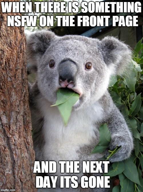 Surprised Koala | WHEN THERE IS SOMETHING NSFW ON THE FRONT PAGE; AND THE NEXT DAY ITS GONE | image tagged in memes,surprised koala | made w/ Imgflip meme maker