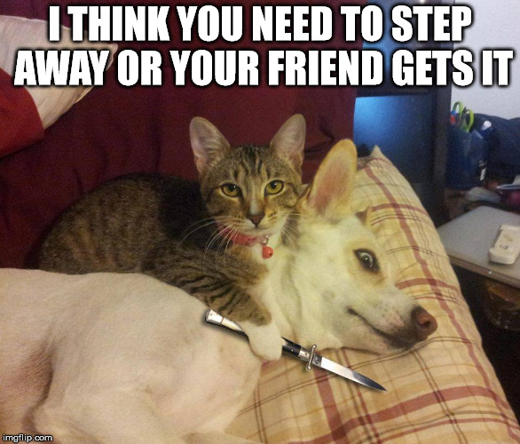 cat dog knife | I THINK YOU NEED TO STEP AWAY OR YOUR FRIEND GETS IT | image tagged in cat dog knife | made w/ Imgflip meme maker
