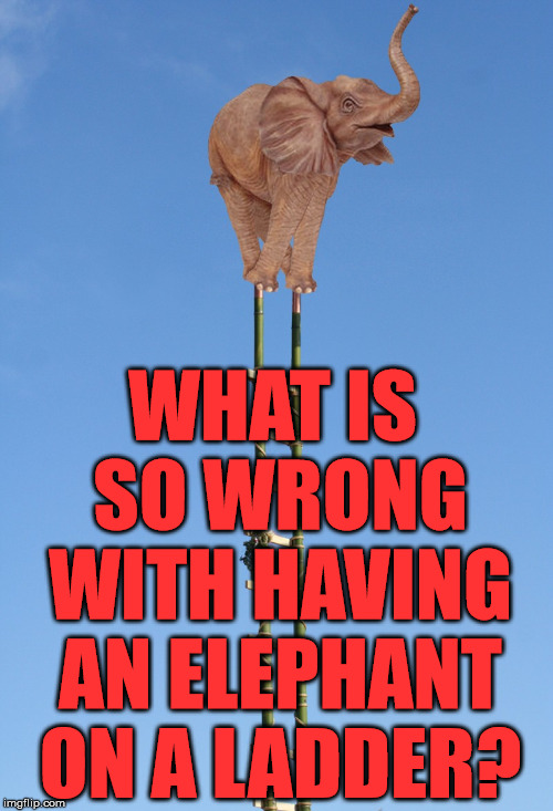 WHAT IS SO WRONG WITH HAVING AN ELEPHANT ON A LADDER? | made w/ Imgflip meme maker