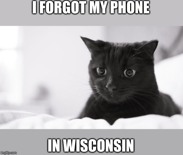 Reflecting Cat | I FORGOT MY PHONE; IN WISCONSIN | image tagged in cats | made w/ Imgflip meme maker