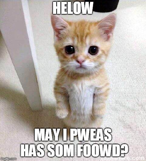 Cute Cat Meme | HELOW; MAY I PWEAS HAS SOM FOOWD? | image tagged in memes,cute cat | made w/ Imgflip meme maker