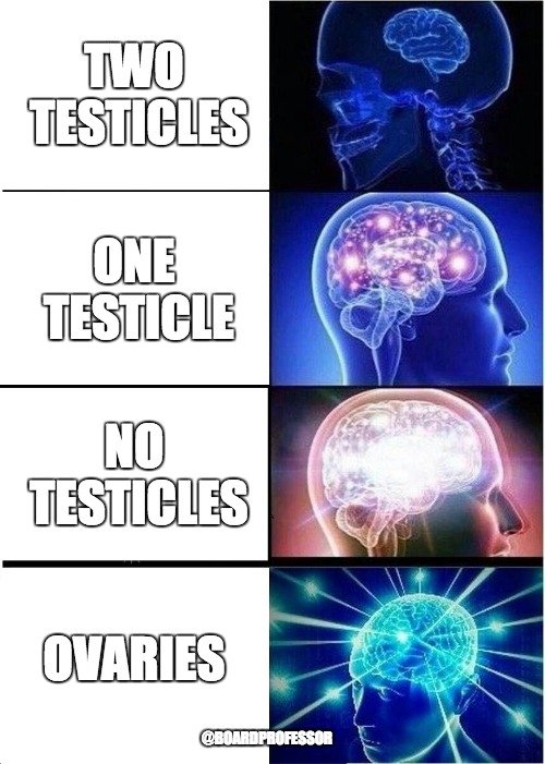 Expanding Brain Meme | TWO TESTICLES; ONE TESTICLE; NO TESTICLES; OVARIES; @BOARDPROFESSOR | image tagged in memes,expanding brain | made w/ Imgflip meme maker