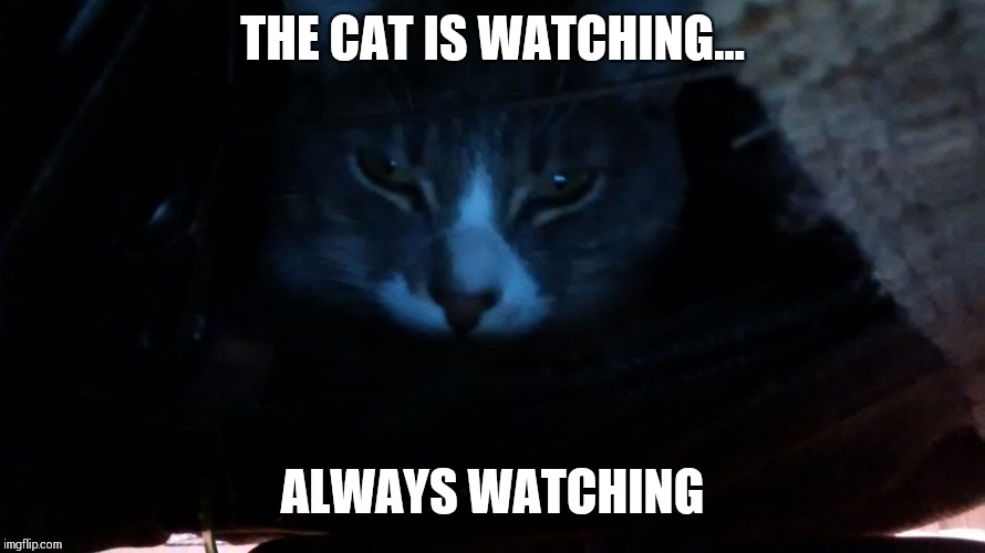 THE CAT IS WATCHING... ALWAYS WATCHING | image tagged in cats | made w/ Imgflip meme maker