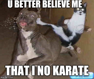 U BETTER BELIEVE ME; THAT I NO KARATE | image tagged in karate,cats and dogs,funny cats,funny dogs,funny animals,animals | made w/ Imgflip meme maker