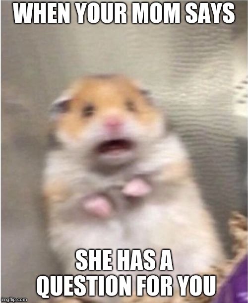 Scared Hamster | WHEN YOUR MOM SAYS; SHE HAS A QUESTION FOR YOU | image tagged in scared hamster | made w/ Imgflip meme maker