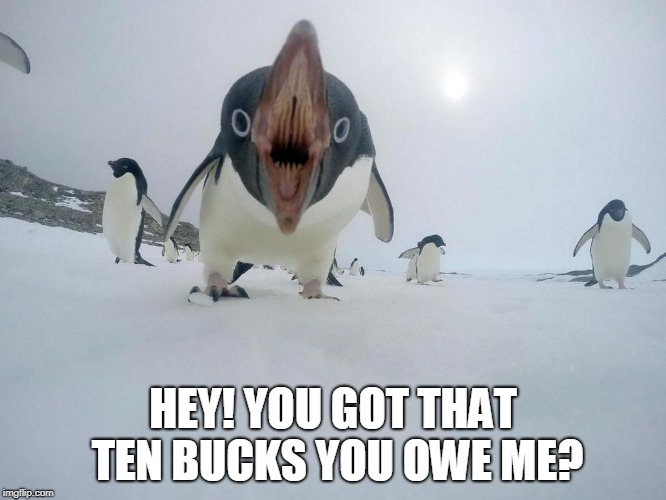 Angry Penguin | HEY! YOU GOT THAT TEN BUCKS YOU OWE ME? | image tagged in angry penguin | made w/ Imgflip meme maker