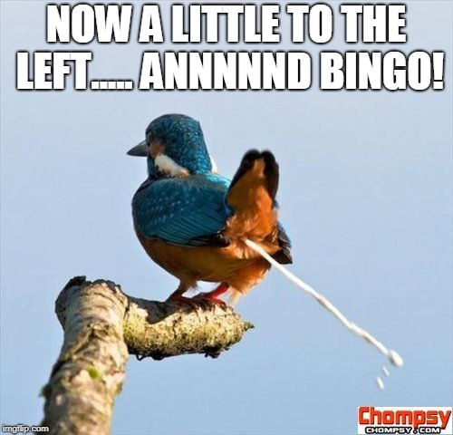 Bird pooping | NOW A LITTLE TO THE LEFT..... ANNNNND BINGO! | image tagged in bird pooping | made w/ Imgflip meme maker