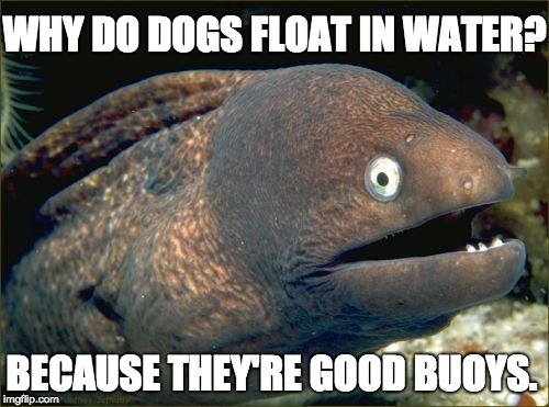 Bad Joke Eel Meme | WHY DO DOGS FLOAT IN WATER? BECAUSE THEY'RE GOOD BUOYS. | image tagged in memes,bad joke eel | made w/ Imgflip meme maker