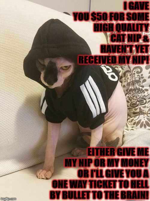 I GAVE YOU $50 FOR SOME HIGH QUALITY CAT NIP & HAVEN'T YET RECEIVED MY NIP! EITHER GIVE ME MY NIP OR MY MONEY OR I'LL GIVE YOU A ONE WAY TICKET TO HELL BY BULLET TO THE BRAIN! | image tagged in cat nip money or death | made w/ Imgflip meme maker