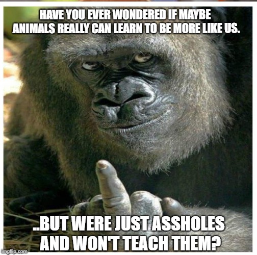 HAVE YOU EVER WONDERED IF MAYBE ANIMALS REALLY CAN LEARN TO BE MORE LIKE US. ..BUT WERE JUST ASSHOLES AND WON'T TEACH THEM? | image tagged in memes,funny | made w/ Imgflip meme maker