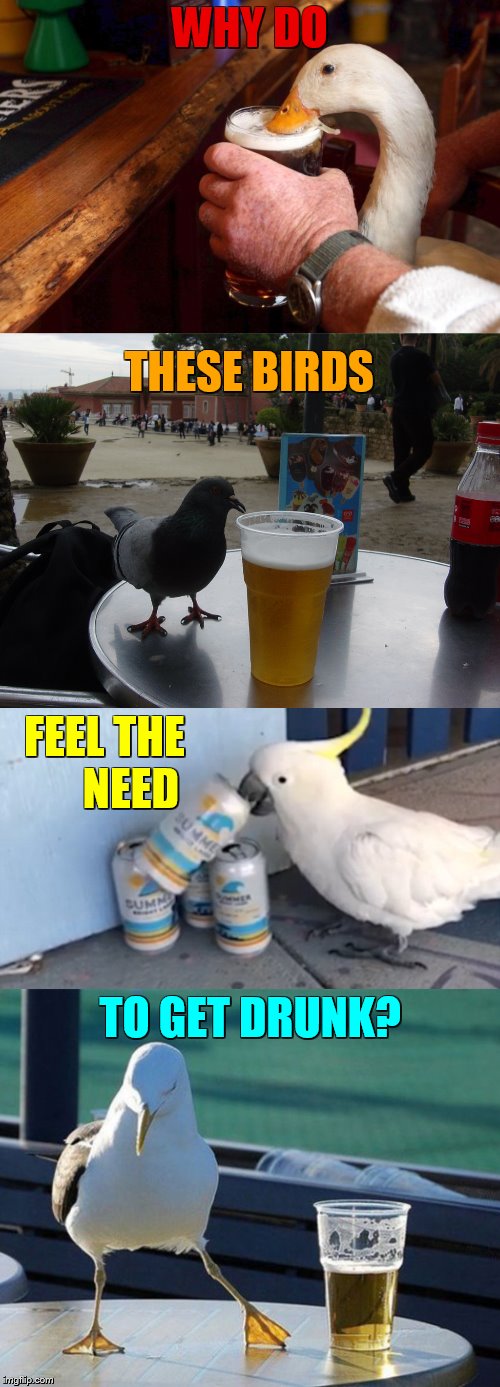A Really Good Question For Bird Weekend. | WHY DO; THESE BIRDS; FEEL THE      NEED; TO GET DRUNK? | image tagged in memes,bird weekend,birds,drinking,beer,drunk | made w/ Imgflip meme maker