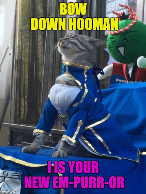 Bow Down | BOW DOWN HOOMAN; I IS YOUR NEW EM-PURR-OR | image tagged in royal cat,cats,emperor | made w/ Imgflip meme maker