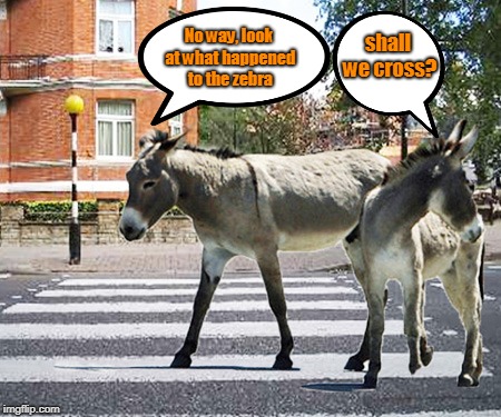 Two Donkeys Are Standing At A Roadside - Imgflip