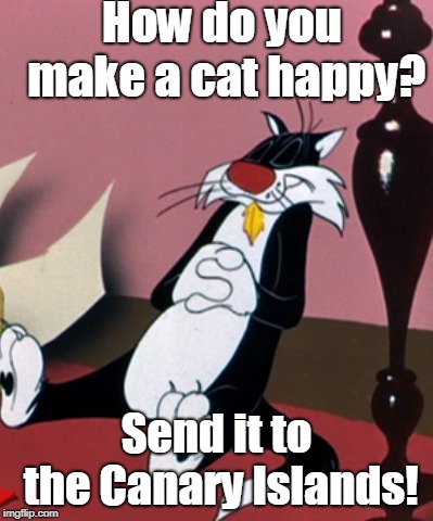 How do you make a cat happy? | How do you make a cat happy? Send it to the Canary Islands! | image tagged in cat | made w/ Imgflip meme maker