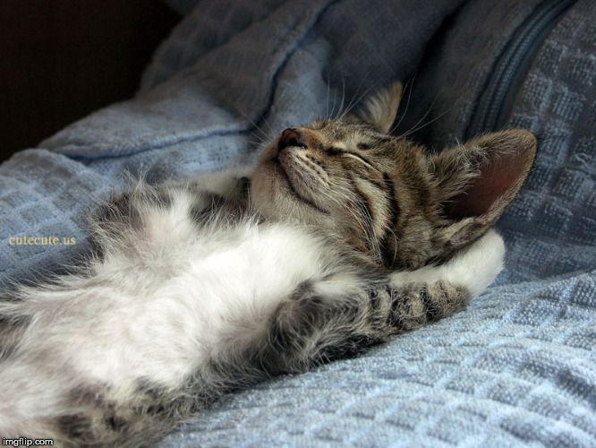 sleeping cat | image tagged in sleeping cat | made w/ Imgflip meme maker
