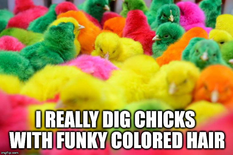 Doing the funky chicken. | I REALLY DIG CHICKS WITH FUNKY COLORED HAIR | image tagged in meme,chicks,colorful,hairstyle,feathers,humor | made w/ Imgflip meme maker