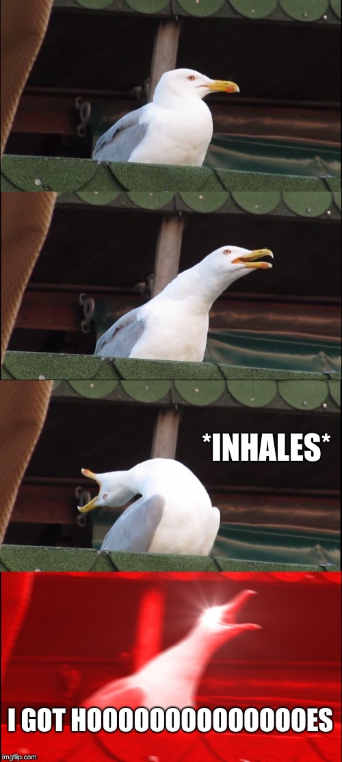 Inhaling Seagull | *INHALES*; I GOT HOOOOOOOOOOOOOOES | image tagged in memes,inhaling seagull | made w/ Imgflip meme maker