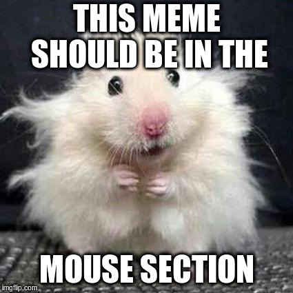 Stressed Mouse | THIS MEME SHOULD BE IN THE MOUSE SECTION | image tagged in stressed mouse | made w/ Imgflip meme maker