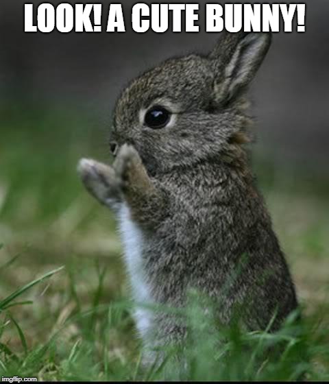 Cute Bunny | LOOK! A CUTE BUNNY! | image tagged in cute bunny | made w/ Imgflip meme maker