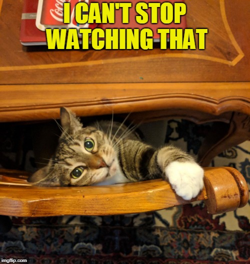 Cat in a Trance | I CAN'T STOP WATCHING THAT | image tagged in cat in a trance | made w/ Imgflip meme maker