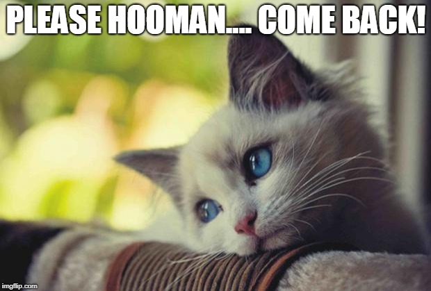 Sad Kitty | PLEASE HOOMAN.... COME BACK! | image tagged in sad kitty | made w/ Imgflip meme maker