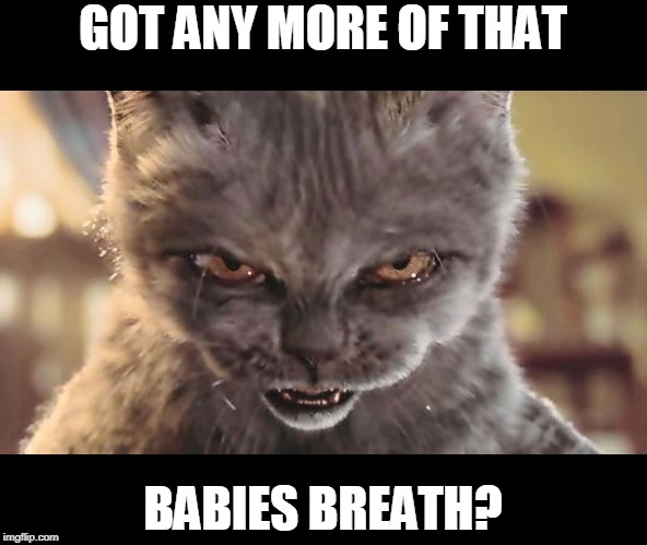 Evil Cat | GOT ANY MORE OF THAT BABIES BREATH? | image tagged in evil cat | made w/ Imgflip meme maker