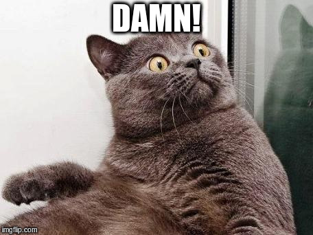Surprised cat | DAMN! | image tagged in surprised cat | made w/ Imgflip meme maker