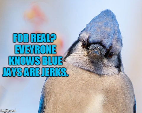 Blue jay | FOR REAL? EVEYRONE KNOWS BLUE JAYS ARE JERKS. | image tagged in blue jay | made w/ Imgflip meme maker