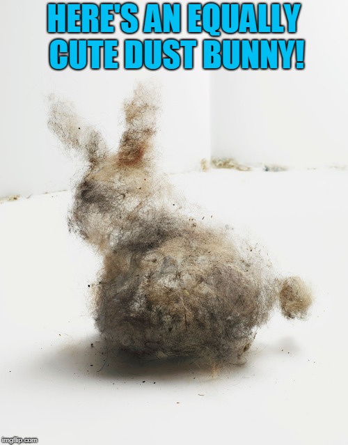 Dust Bunny | HERE'S AN EQUALLY CUTE DUST BUNNY! | image tagged in dust bunny | made w/ Imgflip meme maker