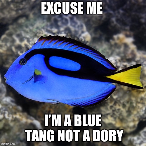 EXCUSE ME I’M A BLUE TANG NOT A DORY | made w/ Imgflip meme maker