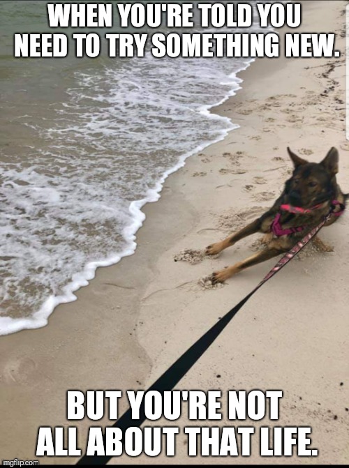 Try something new | WHEN YOU'RE TOLD YOU NEED TO TRY SOMETHING NEW. BUT YOU'RE NOT ALL ABOUT THAT LIFE. | image tagged in funny animals | made w/ Imgflip meme maker
