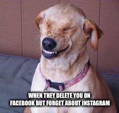 funny dog | WHEN THEY DELETE YOU ON FACEBOOK BUT FORGET ABOUT INSTAGRAM | image tagged in funny dog | made w/ Imgflip meme maker