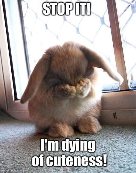 embarrassed bunny | STOP IT! I'm dying of cuteness! | image tagged in embarrassed bunny | made w/ Imgflip meme maker